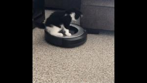 The image shows Charlie, a black-and-white furred kitten, sitting atop a Roomba.(Instagram/@charlieeandlaylaa) The image shows Charlie, a black-and-white furred kitten, sitting atop a Roomba.(Instagram/@charlieeandlaylaa)