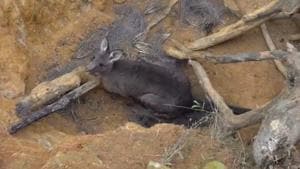 The kangaroo inside the mine shaft.(Facebook/Five Freedoms Animal Rescue) The kangaroo inside the mine shaft.(Facebook/Five Freedoms Animal Rescue)