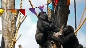 Gorillas Gernot and Alika look at rainbow bunting that is hung in celebration in the gorilla enclosure ahead of the reopening of London Zoo.(REUTERS) Gorillas Gernot and Alika look at rainbow bunting that is hung in celebration in the gorilla enclosure ahead of the reopening of London Zoo.(REUTERS)