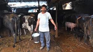 Milkman, poses with a bucket full of buffalo milk at his dairy farm in Ghaziabad, Uttar Pradesh, India. India is the largest producer of milk in the world.(AFP) Milkman, poses with a bucket full of buffalo milk at his dairy farm in Ghaziabad, Uttar Pradesh, India. India is the largest producer of milk in the world.(AFP)