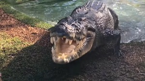 The image shows Elvis, the crocodile ready to pounce on his food.(Facebook/Australian Reptile Park) The image shows Elvis, the crocodile ready to pounce on his food.(Facebook/Australian Reptile Park)