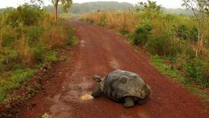 A giant tortoise is seen on a road at Santa Cruz island at Galapagos National Park.(REUTERS) A giant tortoise is seen on a road at Santa Cruz island at Galapagos National Park.(REUTERS)