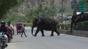 There have been several incidents of elephants killing humans in Uttarakhand in the recent past.(HT Photo/Representative) There have been several incidents of elephants killing humans in Uttarakhand in the recent past.(HT Photo/Representative)