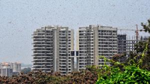 Earlier, two separate groups of desert locusts were spotted in Bhopal for the first time this year in mid-May, when they had entered MP’s Kolar Road and Bairasia from Rajasthan.(PTI) Earlier, two separate groups of desert locusts were spotted in Bhopal for the first time this year in mid-May, when they had entered MP’s Kolar Road and Bairasia from Rajasthan.(PTI)