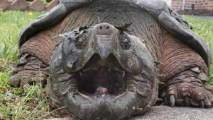 The turtle, dubbed Lord Fairfax, who was repeatedly crossing a residential road in the Alexandria area, according to Fairfax County Police, has found a new home at a Virginia zoo.(AP) The turtle, dubbed Lord Fairfax, who was repeatedly crossing a residential road in the Alexandria area, according to Fairfax County Police, has found a new home at a Virginia zoo.(AP)