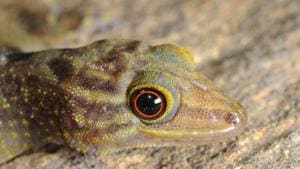 The species is distinguished from others in its genus due to its size and round pupils.(Pic courtesy: Ishan Agarwal) The species is distinguished from others in its genus due to its size and round pupils.(Pic courtesy: Ishan Agarwal)
