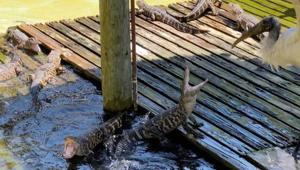 The image shows two baby gators fighting a wood stork.(Instagram/@gatorland_orlando) The image shows two baby gators fighting a wood stork.(Instagram/@gatorland_orlando)