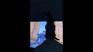 The image shows Luna, the feline perched on her hooman’s capped head while he sits in front of the TV playing video games.(Reddit/@MassiveGeniusss) The image shows Luna, the feline perched on her hooman’s capped head while he sits in front of the TV playing video games.(Reddit/@MassiveGeniusss)