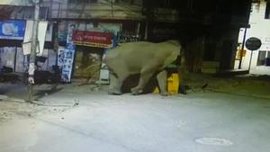 Elephant strolling near Har-ki-Pauri in Haridwar(HT Photo) Elephant strolling near Har-ki-Pauri in Haridwar(HT Photo)