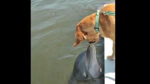 Gunner the dog meets his friend Delta the dolphin in this image.(Twitter/@dog_rates) Gunner the dog meets his friend Delta the dolphin in this image.(Twitter/@dog_rates)