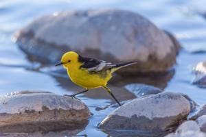 A Citrine wagtail steps and skips across summery stones at the Indus river, Spituk village, Ladakh.(PHOTO: CHOLDAN GASHA) A Citrine wagtail steps and skips across summery stones at the Indus river, Spituk village, Ladakh.(PHOTO: CHOLDAN GASHA)