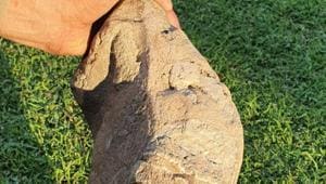 The discovered fossil was a moderately preserved third lower molar with nine well-developed ridges on its surface.(HT Photo) The discovered fossil was a moderately preserved third lower molar with nine well-developed ridges on its surface.(HT Photo)