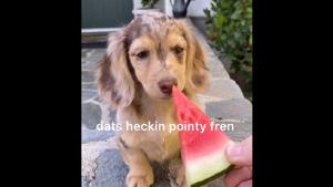 Honeydew’s tasting session might just be the exact dose of cuteness you need.(Instagram/@honeydewthedachshund) Honeydew’s tasting session might just be the exact dose of cuteness you need.(Instagram/@honeydewthedachshund)