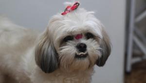 Pet owners will have to visit the MC’s website and fill in the pro forma giving details and uploading photographs of the pet and the owner.(HT FILE) Pet owners will have to visit the MC’s website and fill in the pro forma giving details and uploading photographs of the pet and the owner.(HT FILE)