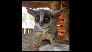 How can one not smile after seeing the image of this Chunkey Monkey.(Instagram) How can one not smile after seeing the image of this Chunkey Monkey.(Instagram)