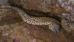 Honeycomb moray.(Gaurav Patil) Honeycomb moray.(Gaurav Patil)