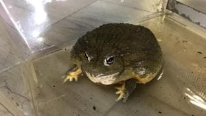 A picture of the frog found.(Twitter/@RSPCA_official) A picture of the frog found.(Twitter/@RSPCA_official)