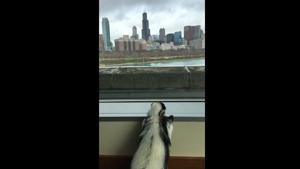 Though the picture only shows Violet’s back, we’re pretty the little skunk had a gala time looking at the sky.(Twitter/@shedd_aquarium) Though the picture only shows Violet’s back, we’re pretty the little skunk had a gala time looking at the sky.(Twitter/@shedd_aquarium)