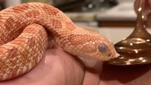 Lokki the snake sipping his water.(Instagram/@lokkithesnake) Lokki the snake sipping his water.(Instagram/@lokkithesnake)