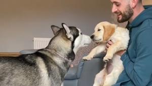 When Lola met Bailey.(Instagram/@milperthusky) When Lola met Bailey.(Instagram/@milperthusky)