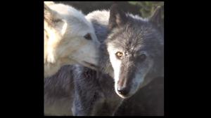 The image shows the wolves licking each other.(Twitter/@Wolf Conservation Society) The image shows the wolves licking each other.(Twitter/@Wolf Conservation Society)