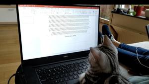 The image shows a kitty sitting in front of a Dell laptop.(Reddit/@kwik_kwek_en_kwak) The image shows a kitty sitting in front of a Dell laptop.(Reddit/@kwik_kwek_en_kwak)
