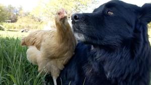 The image shows a bright golden feathered chicken standing alongside a black-furred doggo, who appears to be resting on some grass.(Reddit/@1katie2) The image shows a bright golden feathered chicken standing alongside a black-furred doggo, who appears to be resting on some grass.(Reddit/@1katie2)