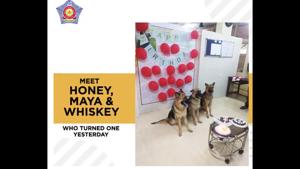 Honey, Maya and Whiskey, now one-year-old, have grown bigger and seem about ready to be the new recruits of the Mumbai Police dog squad.(Twitter/@MumbaiPolice) Honey, Maya and Whiskey, now one-year-old, have grown bigger and seem about ready to be the new recruits of the Mumbai Police dog squad.(Twitter/@MumbaiPolice)