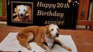 A picture of August from her birthday celebration.(Facebook/GoldHeartGoldenRetriever) A picture of August from her birthday celebration.(Facebook/GoldHeartGoldenRetriever)