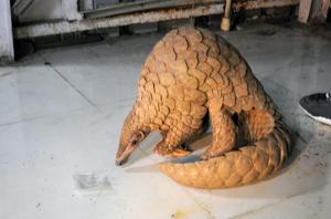A person was arrested for attempting to smuggle a pangolin abroad from Jalpaiguri, West Bengal.(Praful Gangurde/ HT File Photo/For Representative Purposes Only) A person was arrested for attempting to smuggle a pangolin abroad from Jalpaiguri, West Bengal.(Praful Gangurde/ HT File Photo/For Representative Purposes Only)