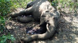 There are over 250 tigers and 1,035 elephants in the Corbett landscape, the officials said. / HT Pic There are over 250 tigers and 1,035 elephants in the Corbett landscape, the officials said. / HT Pic