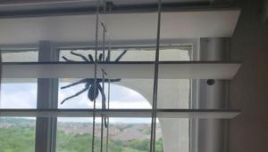 A picture of the spider on the window.(Facebook/Teouna Thomas) A picture of the spider on the window.(Facebook/Teouna Thomas)