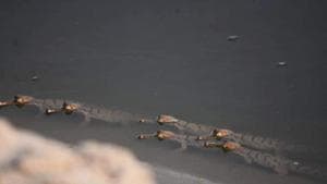 Widlife experts are thrilled that gharials have bred in the Yamuna after almost a decade.(HT Photos) Widlife experts are thrilled that gharials have bred in the Yamuna after almost a decade.(HT Photos)