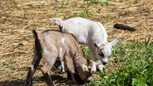 Kris Hedstrom filed the suit against her neighbor, Heather Dayner, last month seeking DNA for the goats she purchased. (representational image)(Unsplash) Kris Hedstrom filed the suit against her neighbor, Heather Dayner, last month seeking DNA for the goats she purchased. (representational image)(Unsplash)
