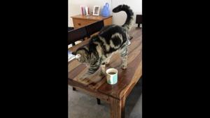 The image shows a black-and-brown furred feline sitting perched on top of a wooden table.(Reddit/@thatswhatisaidman) The image shows a black-and-brown furred feline sitting perched on top of a wooden table.(Reddit/@thatswhatisaidman)