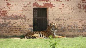 So far nine tiger deaths have been reported in Maharashtra since January, of which six are from the Tadoba landscape.(Manoj Dhaka/HT file photo. Representative image) So far nine tiger deaths have been reported in Maharashtra since January, of which six are from the Tadoba landscape.(Manoj Dhaka/HT file photo. Representative image)