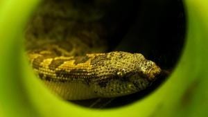 A resident of Kovimedu, Manoharan noticed the snake in his bathroom.(Representational Image) A resident of Kovimedu, Manoharan noticed the snake in his bathroom.(Representational Image)