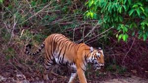 Corbett’s tiger population is around 260.(HT photo) Corbett’s tiger population is around 260.(HT photo)