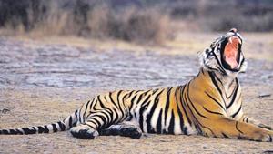 Pilibhit has a good density of tigers per 100 sq km.(AFP File Photo)