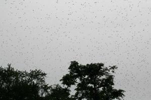 A swarm of locusts is seen at Ghurpur village on the outskirts of Allahabad on June 26, 2020. (Photo by SANJAY KANOJIA / AFP)(AFP) A swarm of locusts is seen at Ghurpur village on the outskirts of Allahabad on June 26, 2020. (Photo by SANJAY KANOJIA / AFP)(AFP)