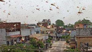 A month ago too Haryana had issued a high alert after locust swarms had attacked crops in neighbouring Rajasthan and a few other states, but luckily the insects had moved away from the state.(Aurangzeb/HT file photo) A month ago too Haryana had issued a high alert after locust swarms had attacked crops in neighbouring Rajasthan and a few other states, but luckily the insects had moved away from the state.(Aurangzeb/HT file photo)