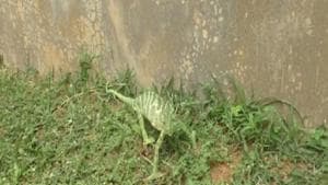 The image shows the rare species of chameleon.(ANI) The image shows the rare species of chameleon.(ANI)