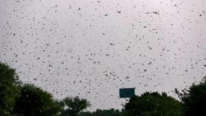 Delhi’s environment minister Gopal Rai on Saturday issued a high alert in south and southwest districts of the city because of a potential locust attack threat after a small portion of a locust swarm moving towards Palwal in Haryana entered the Asola Bhatti area.(File photo) Delhi’s environment minister Gopal Rai on Saturday issued a high alert in south and southwest districts of the city because of a potential locust attack threat after a small portion of a locust swarm moving towards Palwal in Haryana entered the Asola Bhatti area.(File photo)