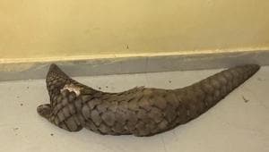 The image shows the rare pangolin rescued from the smuggler.(ANI) The image shows the rare pangolin rescued from the smuggler.(ANI)