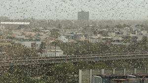 More control teams from Rajasthan have been moved to Haryana and Uttar Pradesh to help control operations being carried out to ward away locusts in these two states, the release said.(Yogendra Kumar/HT Photo) More control teams from Rajasthan have been moved to Haryana and Uttar Pradesh to help control operations being carried out to ward away locusts in these two states, the release said.(Yogendra Kumar/HT Photo)