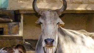 On hearing the loud noise, local cattle grazers rushed there and moved the cow to the goshala, where it was given first aid. (HT representative photo) On hearing the loud noise, local cattle grazers rushed there and moved the cow to the goshala, where it was given first aid. (HT representative photo)
