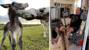 These cute donkeys may just lift your spirits.(Instagram) These cute donkeys may just lift your spirits.(Instagram)