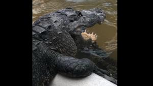 The image shows an alligator.(Instagram) The image shows an alligator.(Instagram)