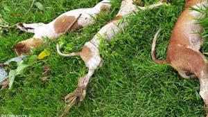 The two men reportedly boiled the bark of strychnine tree, known for its poison, with goat and chicken meat and left the meat pieces at several places in the village to bait the dogs. (HT photo) The two men reportedly boiled the bark of strychnine tree, known for its poison, with goat and chicken meat and left the meat pieces at several places in the village to bait the dogs. (HT photo)