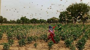 A swarm of locusts flying over a field at Dongra Ahir village, in Mahendragarh district, Haryana. (Photo by Manoj Dhaka/Hindustan Times) A swarm of locusts flying over a field at Dongra Ahir village, in Mahendragarh district, Haryana. (Photo by Manoj Dhaka/Hindustan Times)